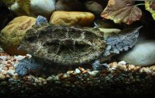 У річках Амазонії мешкає одна з найдивніших істот на планеті: який вона має вигляд (фото)