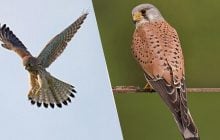 Птица-символ Украины переселяется в города: орнитолог объяснил, в чем причина