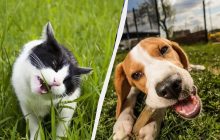 Навіщо кішки і собаки їдять траву і в якому випадку потрібно бігти до ветеринара: одна вірна ознака