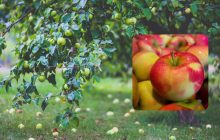 Куда девать падалицу яблок и можно ли бросать в компост: советы для дачников