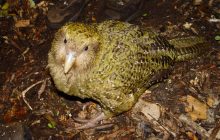 Весит как кошка и не умеет летать: что известно о самом необычном попугае в мире