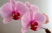 Орхидея не цветет: пять ошибок полива, которые вы можете исправить уже сегодня