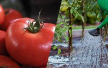 Обов'язкове підживлення для помідорів у серпні: плоди будуть великими і м'ясистими