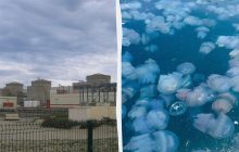 Неожиданные гости с моря остановили работу крупнейшей АЭС во Франции