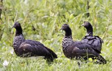 Рог на голове и "заточки" на крыльях: что известно об одной из самых необычных птиц в мире