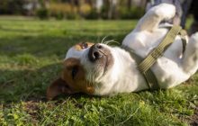 Скільки разів вигулювати собаку, щоб він був щасливим: відповідь вас здивує