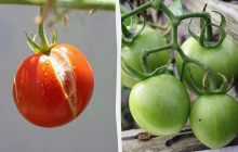 Такі помідори консервувати не можна: підривають банки і спричиняють отруєння