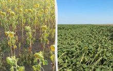 В Украине "сгорел" подсолнечник: эксперты оценили масштабы потерь