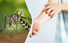 В Україні з'явився небезпечний комар: ентомолог розповів, які хвороби він переносить