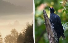 Какая птица в Украине имеет самый длинный язык и как им пользуется: орнитологи рассказали интересное