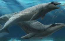 Милый, но не безобидный: ученые открыли "морского монстра" возрастом 25 миллионов лет