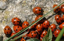 Вирощували і скидали з літаків: еколог розповів про нашестя ще одних комах в Україні