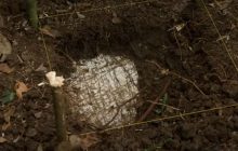 Письмо, которому более 300 лет, привело исследователей к затерянному древнему городу майя