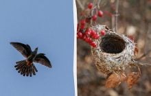 В Украине живет птица, которая никогда не вьет себе гнездо: ветеринар рассказала, как она хитрит