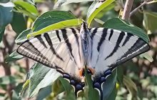 На Одещині помітили дуже рідкісного метелика-гіганта із міфічною назвою (відео)