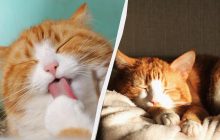 У якому разі не можна дозволяти кішці спати з вами: одиниці господарів знають про це