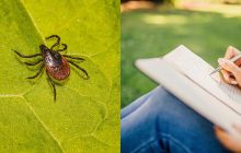 Відпочивайте безпечно: названо 5 місць у дворі, які можуть приваблювати кліщів