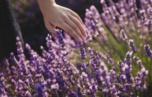 Как сделать лаванду больше и пышнее: эксперты рассказали о методе на две минуты