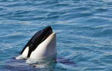 У мережі завірусилися відео про дресирувальницю Джессіку та косатку: що сталося насправді