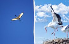 Куда летят аисты из Украины на зиму и почему возвращаются: объяснение от ветеринара