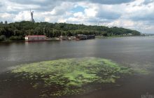 Науковиця пояснила, чи можна подолати цвітіння води в Дніпрі