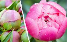 Чим підживити півонію влітку, щоб вона пишно цвіла навесні: садівник розкрив секрет