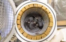 Космический "Ноев ковчег": Россия запустит спутник с мышами и насекомыми на борту