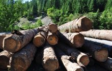 У Британію постачають контрабандну деревину з Росії для будівництва будинків, - The Times