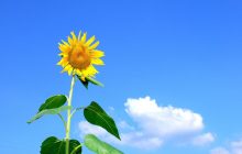 Синоптикиня назвала регіони України, де в четвер буде спекотно, а де - свіжіше