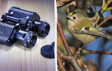 В Украине живет птица, которая весит менее 10 граммов: орнитолог рассказала, где она гнездится