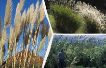 Які рослини не варто садити у своєму дворі: експерти назвали 6 "небезпечних" трав