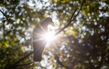 30-градусная жара накроет Киев: синоптики назвали точную дату (инфографика)