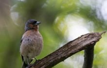 Есть ли у птиц зубы и жуют ли они пищу: орнитолог дала ответ