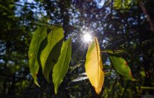 Жаркое лето продолжается: начало осени в Украине удивит температурой (карта)