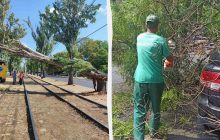Падають дерева, транспорт змінює маршрути: Одесу накрив штормовий вітер