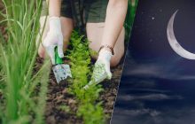 Урожай будет всем на зависть: вот что обязательно надо сделать в огороде в новолуние