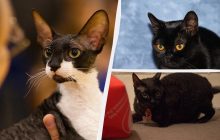 Принесуть удачу та радість: експерти назвали 8 найпопулярніших порід чорних котів