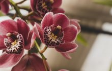 На якому підвіконні орхідея почувається найкраще: відповідь експертів