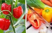 Перців стало втричі більше, а сусіди заздрять: роблю дві процедури до кінця літа