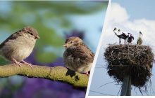 Поселились в гнезде "звездных" аистов: ученый рассказал, что происходит в Украине с воробьями