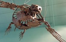 Жил с динозаврами и был размером с автомобиль: что известно о древнем предке черепах