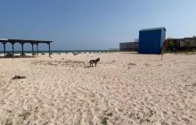 Пустошь и безлюдье: в сети показали пляжи популярного курорта на Азовском море (фото)