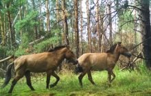 Звикають до лісів: поблизу Чорнобиля знову помітили коней Пржевальського