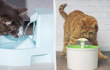 Почему кошки любят проточную воду: ветеринар раскрыла 4 простые причины