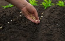 Які рослини найкраще садити у вересні: досвідчені садівники не упускають ці дати