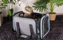 Тривожна валіза для улюбленця: список обов'язкових речей від Pethouse