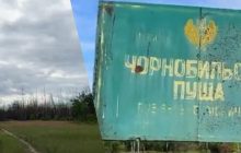 Ласують навіть фруктами: дослідники показали вовків біля Чорнобиля