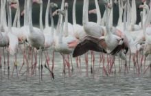 Рідкісного птаха, який народився на Одещині, "засікли" в Румунії (фото)