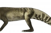 Питался динозаврами: хищника возрастом 70 миллионов лет назвали в честь египетского бога