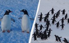 До українських полярників раптово завітали понад 2 тис. пінгвінів: чому сталася навала